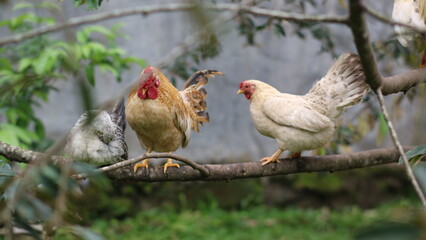 a group of chickens perched on a tree branch. © Ezar
