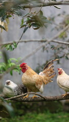 a group of chickens perched on a tree branch.