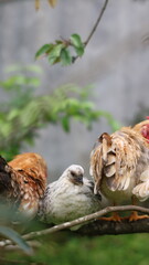 a group of chickens perched on a tree branch.