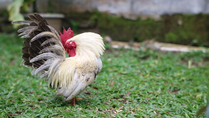a white rooster with a red comb standing proudly in a lush green yard.