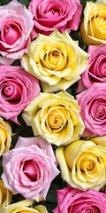 Pink yellow roses, flower background