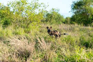 Lycaon, Lycaon pictus, Afrique du Sud