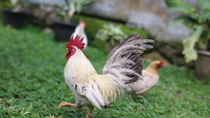 a white rooster with a red comb standing proudly in a lush green yard.