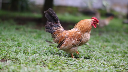 a rooster standing on a lush green lawn. The rooster is brown with a red comb and a black tail.