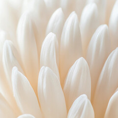 Obraz premium White petals create a soft and delicate texture in a close-up floral arrangement