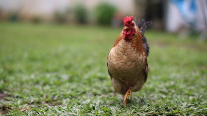 a rooster standing on a lush green lawn. The rooster is brown with a red comb and a black tail.
