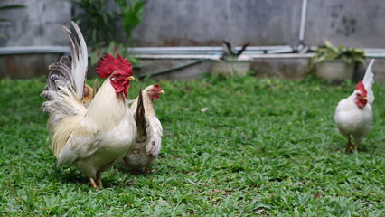 a speckled chicken with a fluffy tail, standing alert on a lush green lawn.