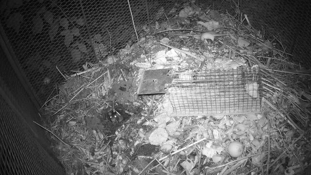 Wanderratte (Rattus norvegicus) inspiziert eine Lebendfalle mit K&ouml;der auf dem Komposthaufen, ohne die Falle auszul&ouml;sen