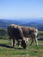 Fototapeta premium Vaca pasturando en montaña, Pirineos