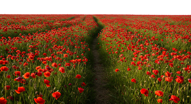 Red Poppy Field Path