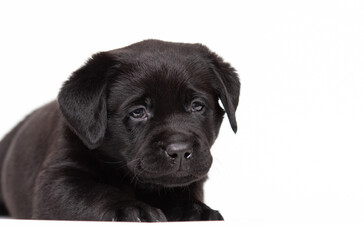 Labrador puppy lying on white background