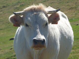 Vaca mirando a cámara pasturando en montaña, Pirineos
