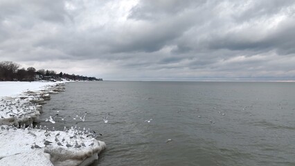 Birds in Winter along a frozen coastline with snow Lake Ontario Irondequoit, NY outdoors in nature