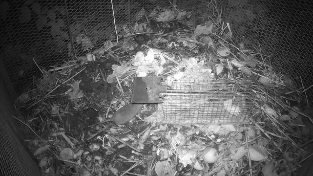 Wanderratte (Rattus norvegicus) inspiziert eine Lebendfalle mit K&ouml;der auf dem Komposthaufen, ohne die Falle auszul&ouml;sen