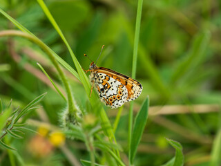 Glanville Fritillary Butterfly. Wings Open