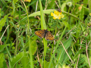Glanville Fritillary Butterfly. Wings  Closed