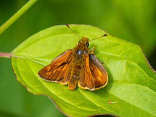 Obraz premium Large Skipper Butterfly. Wings Open.