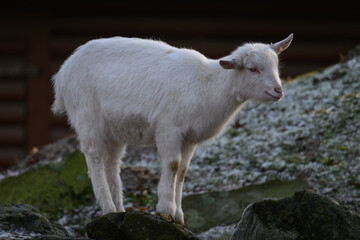Young goat standing on a stone outdoors.
