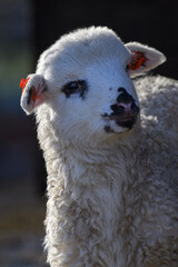 Fototapeta premium Baby white sheep in detail on the head. 