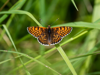 Glanville Fritillary Butterfly. Wings  Closed