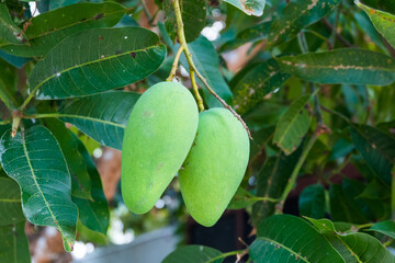 Close up of Fresh green Mangoes hanging on the mango tree in tropical fruits garden in Thailand,Agricultural industry concept,Summer fruit garden orchard or little forest.