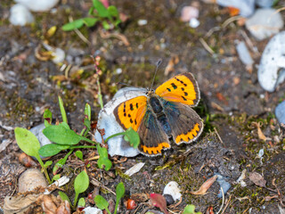 Small Copper Butterfly Resting on the Ground