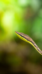close up of a green snake