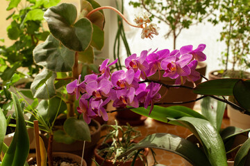 Beautiful flowers on windowsill on balcony. Big branch of phalaenopsis orchid with purple flowers in fool bloom. Home gardening concept.
