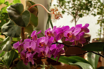 Beautiful flowers on windowsill on balcony. Big branch of phalaenopsis orchid with purple flowers in fool bloom. Home gardening concept.