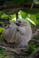 Fototapeta premium sloth sleeping on a tree