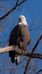 American bald eagle
