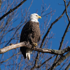 american bald eagle