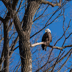 bald eagle in tree