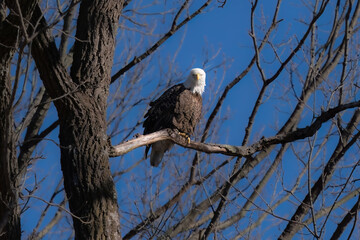 american bald eagle