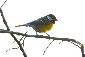 cinciallegra
