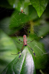 spider on the web