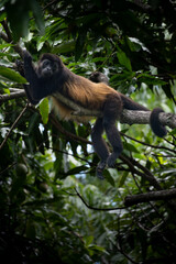howler monkey chilling on a branch