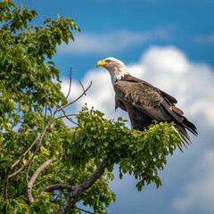 white tailed eagle sitting on tree crown in summer