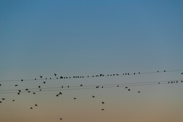 Flock of birds