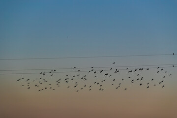 Flock of birds