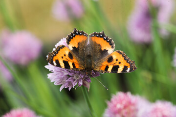 Noble butterfly landing on onion blossom showing his beautiful coloured wings