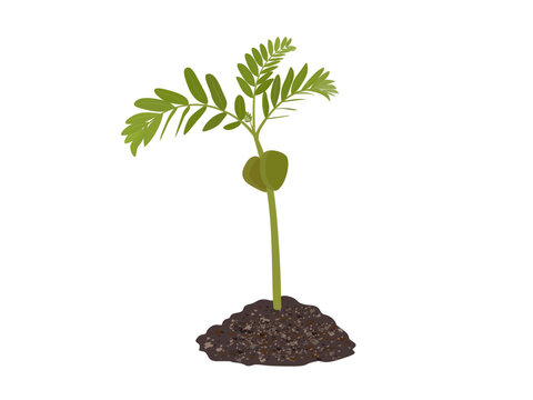 Tamarindus indica on a white background.