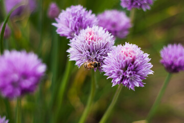Macro of onion blossoms. Extremely beautiful shape and texture of blossom with calming purple color 