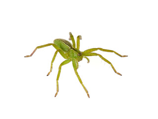 Green Huntsman Spider on a white background.  Micrommata ligurina.