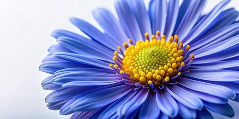 Obraz premium Close-up shot of a blue aster flower with delicate petals and a yellow center, set against a soft white background, highlighting its intricate details, purple flower, botanical detail