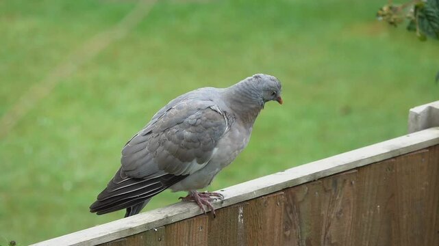Wood Pigeon (Columba palumbus) juvenile with immature plumage eventually deciding to jump off a fence.  Kent, UK