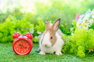 young adorable rabbit sitting with red alarm clock