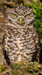 portrait of an owl