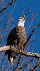 Bald eagle yelling