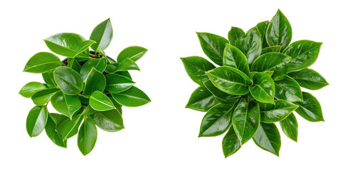 Lush green houseplants with glossy leaves, perfect for indoor decor